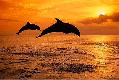 《狂野之心》PC补丁上线 修复部分高端CPU封顶问题